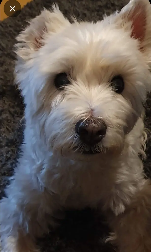 Andachtsbild von Margit