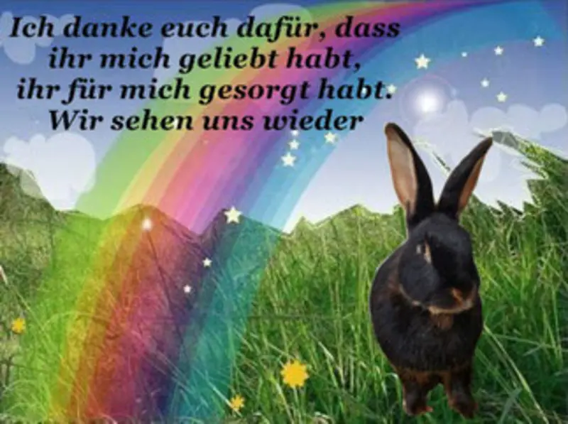 Condolence image of Katrin und Katzi im ❤️