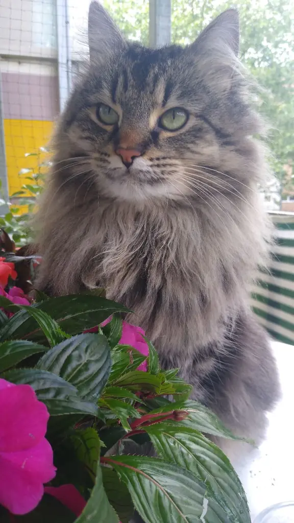 Andachtsbild von Panther