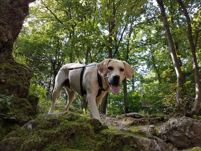 Condolence image of Andrea