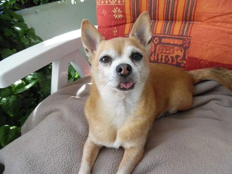 Condolence image of Irene mit Seelenhund *Jimmy * ganz tief im Herzen