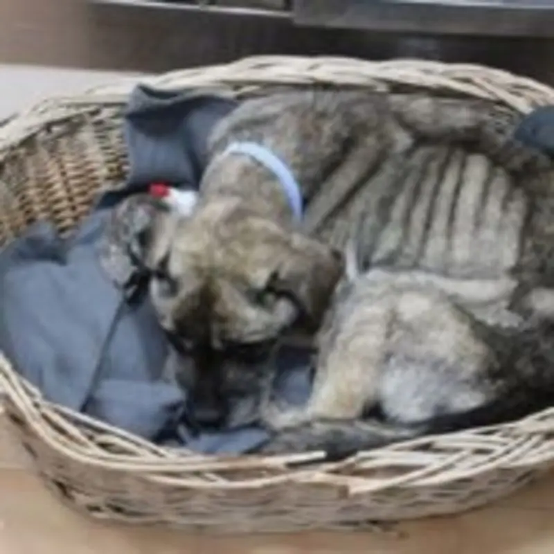 Andachtsbild von Marion mit Engeln im Herzen und mit Monty u Mogli