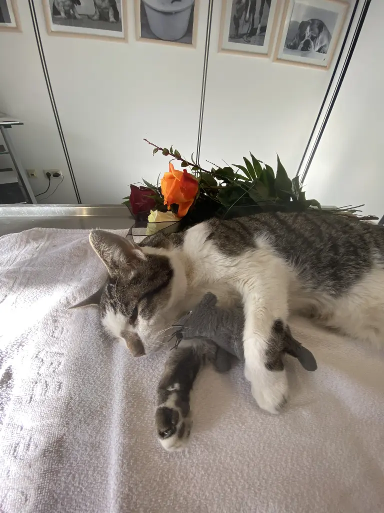 Image from Gismo