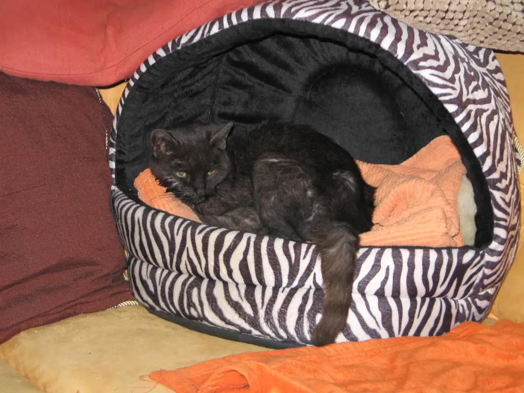 Image from Cleopatra