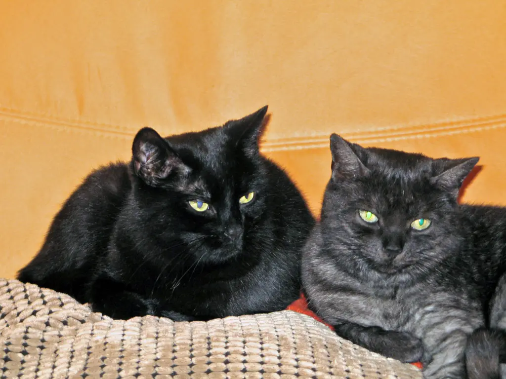Image from Cleopatra