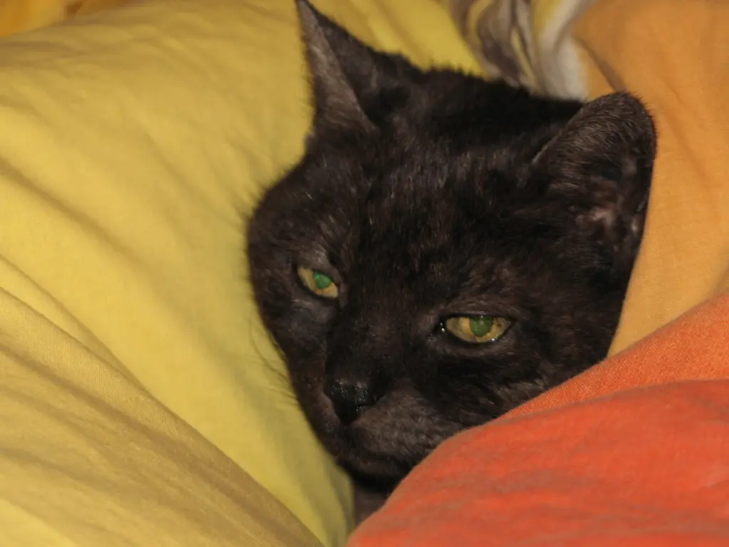 Image from Cleopatra