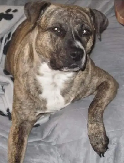 Bild von Bella ( Omi )