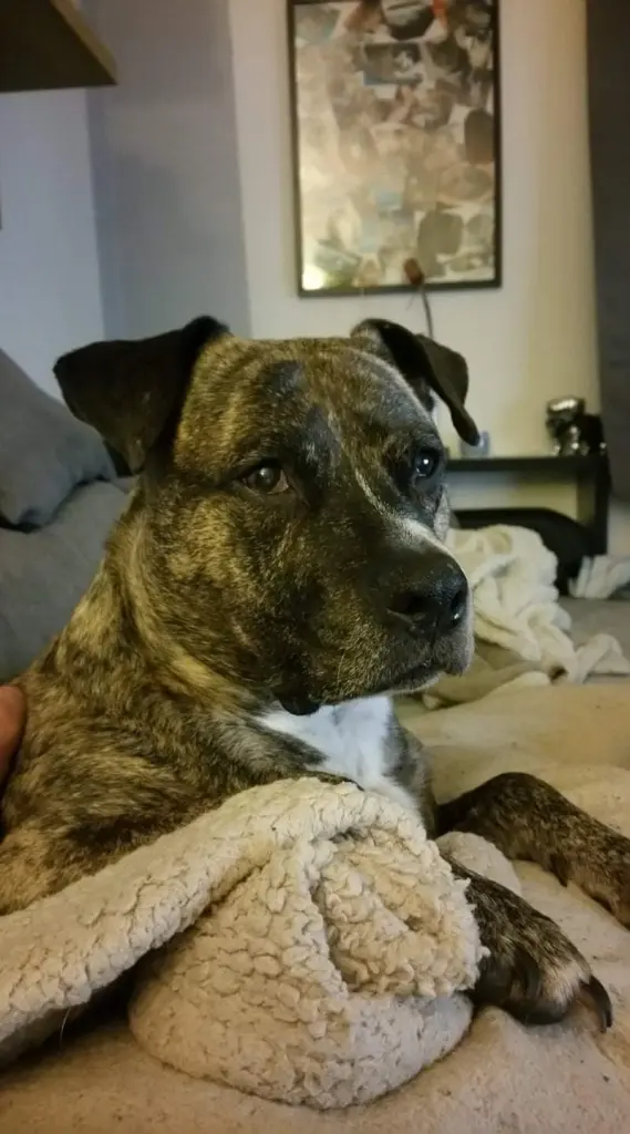 Bild von Bella ( Omi )