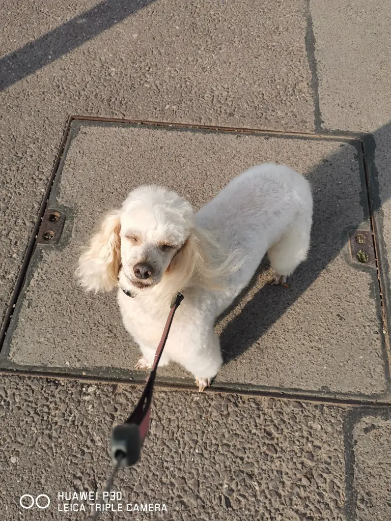 Image from Ronja