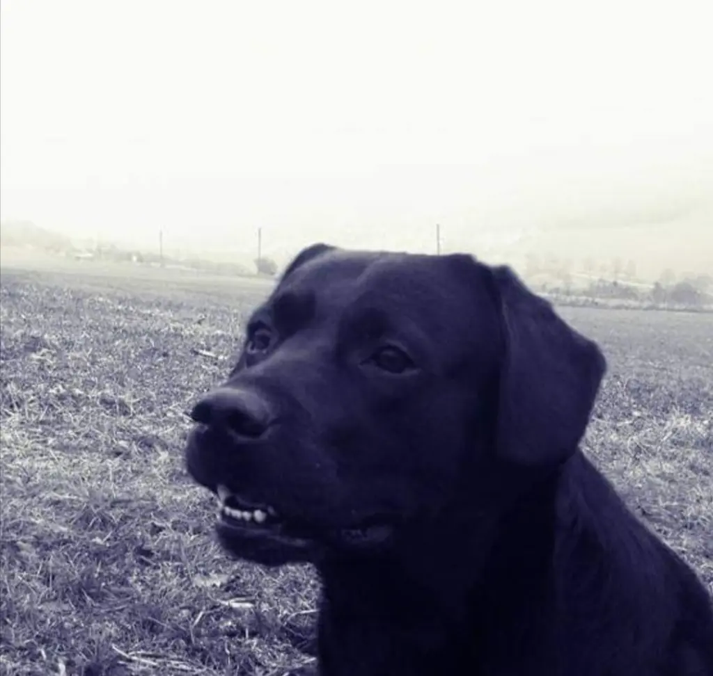 Image from Tai