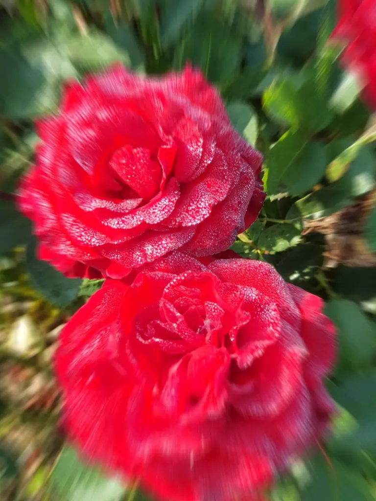Condolence image of Cleo