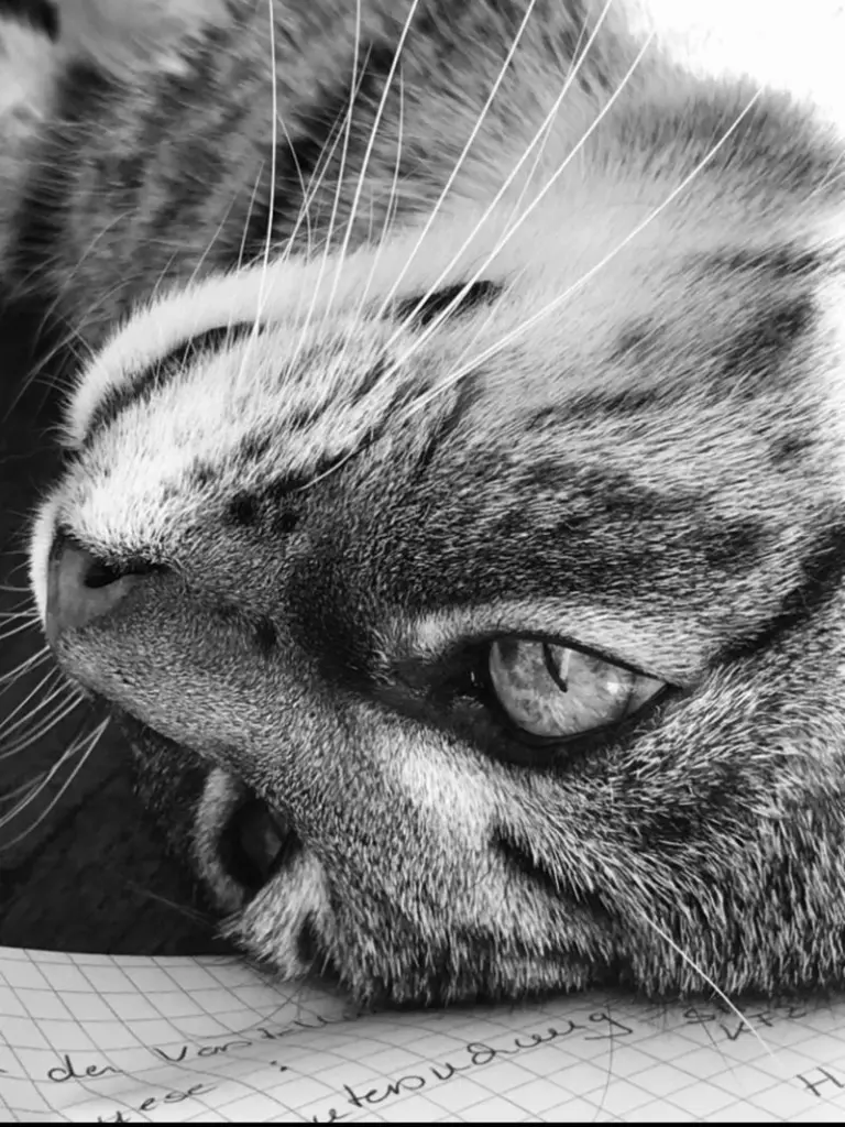Condolence image of Ulli