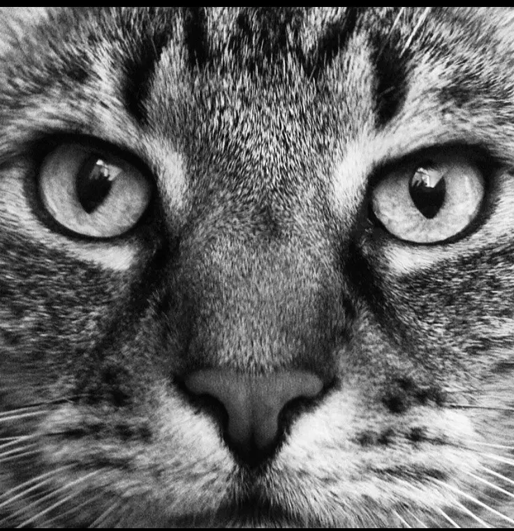 Image from Willi