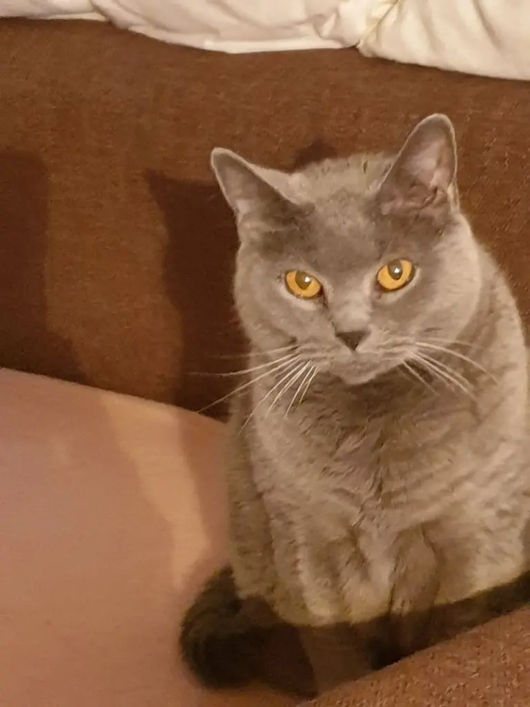 Condolence image of Katja