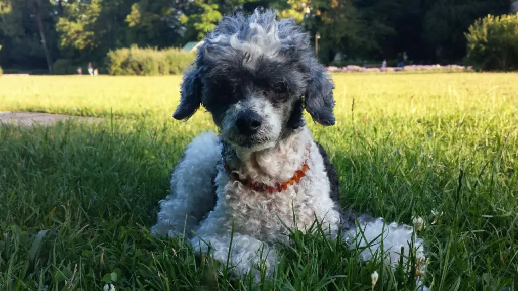 Image from Nelly