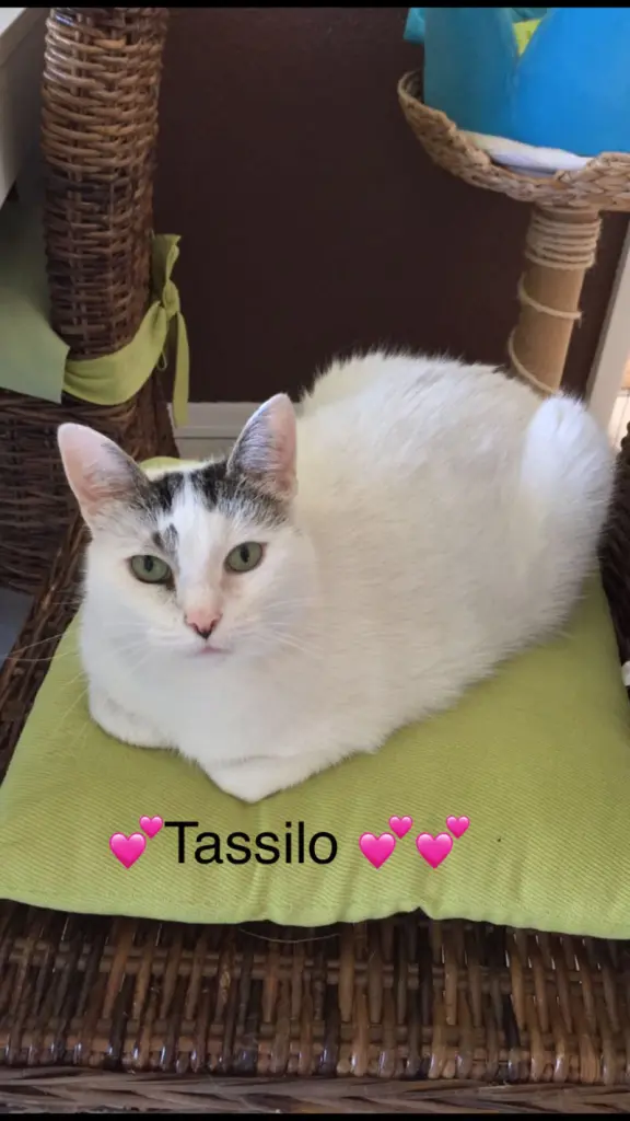 Condolence image of Inge mit Tassilo im Herzen ❤️