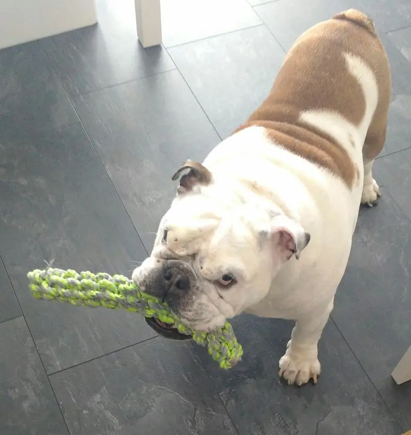 Andachtsbild von Yvonne mit King tief im Herzen❤️✝️13.09.2019 (eng. Bulldog)