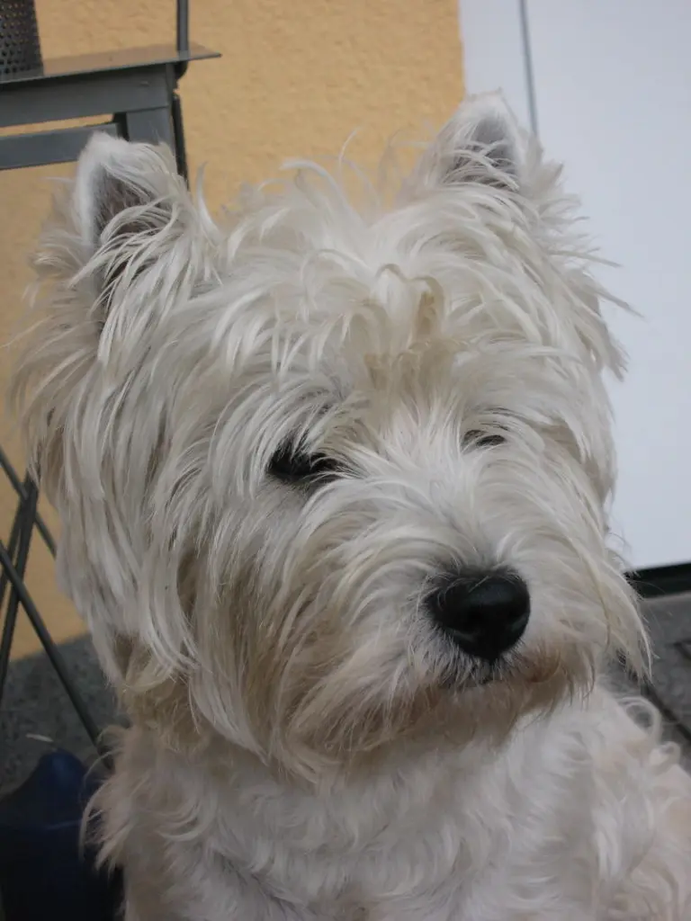 Bild von Benno