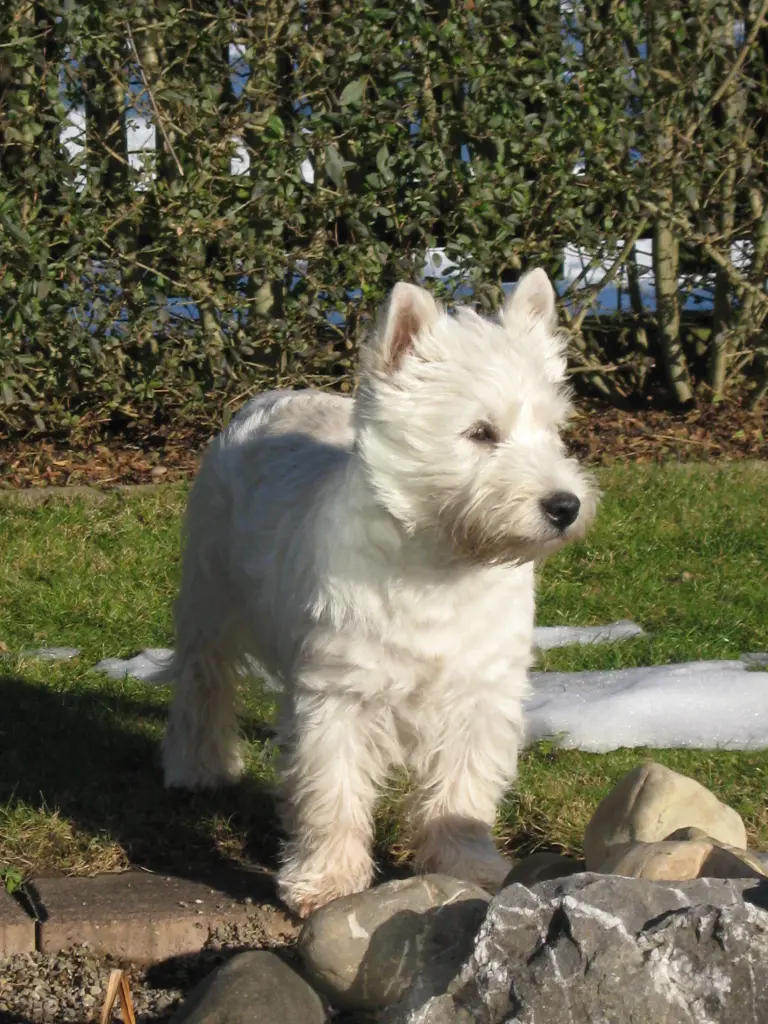 Bild von Benno