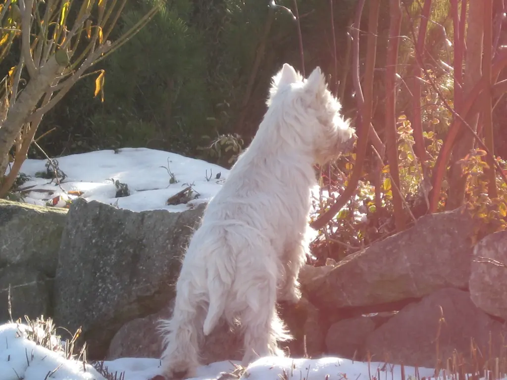 Bild von Benno