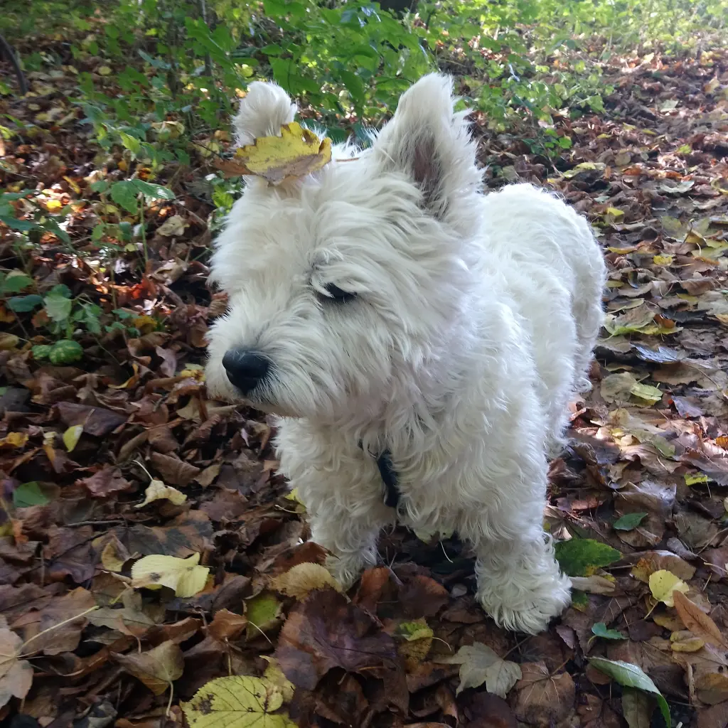 Bild von Benno