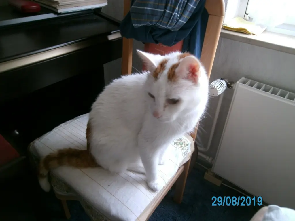 Image from Lenny (Leonhard)