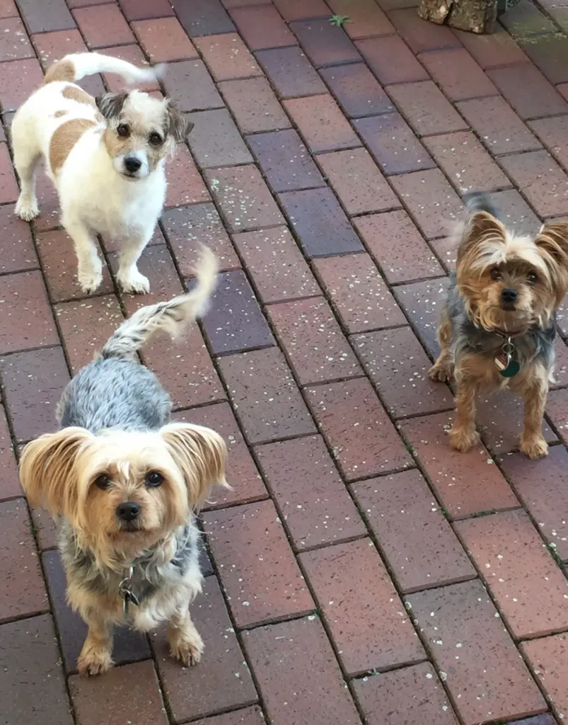 Image from Tiffy, Paula, Jack