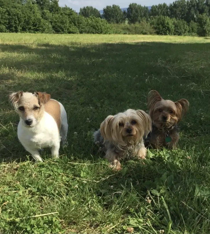 Image from Tiffy, Paula, Jack