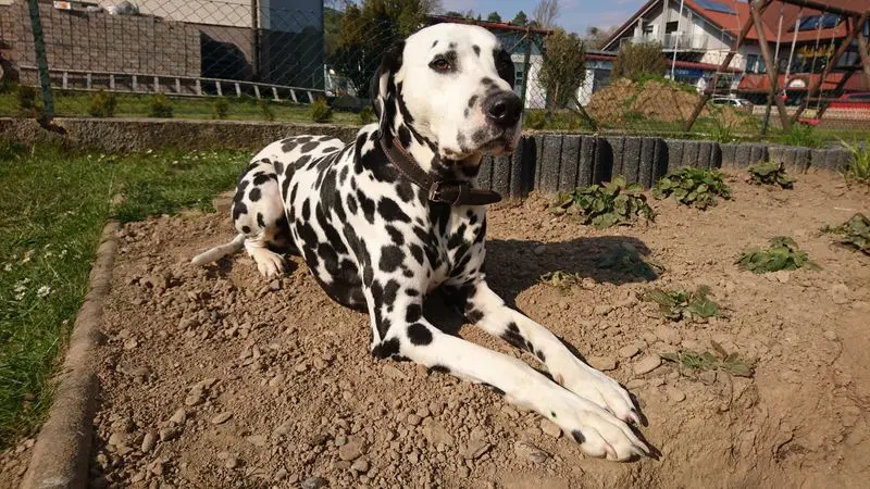 Bild von Milow