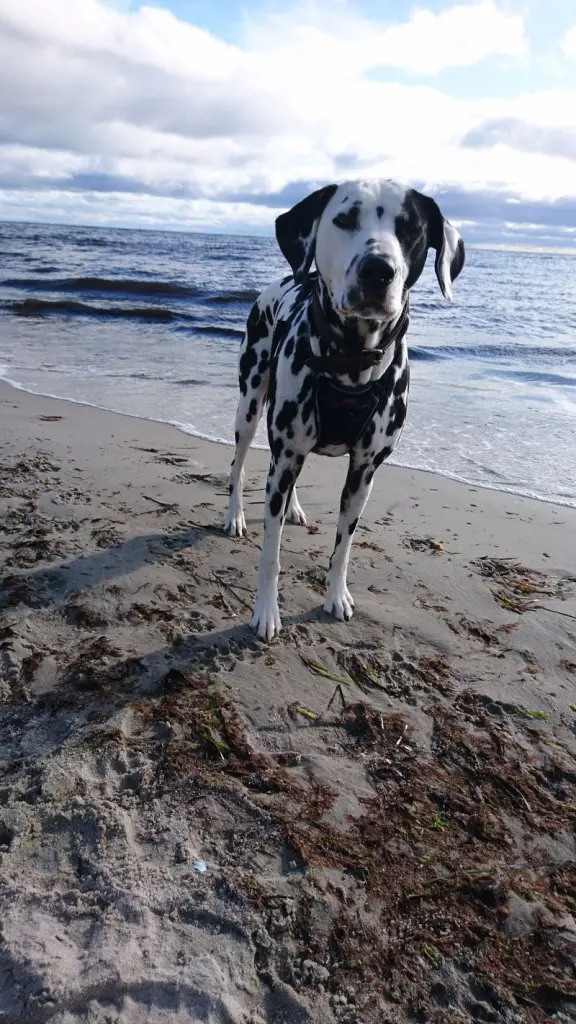 Bild von Milow
