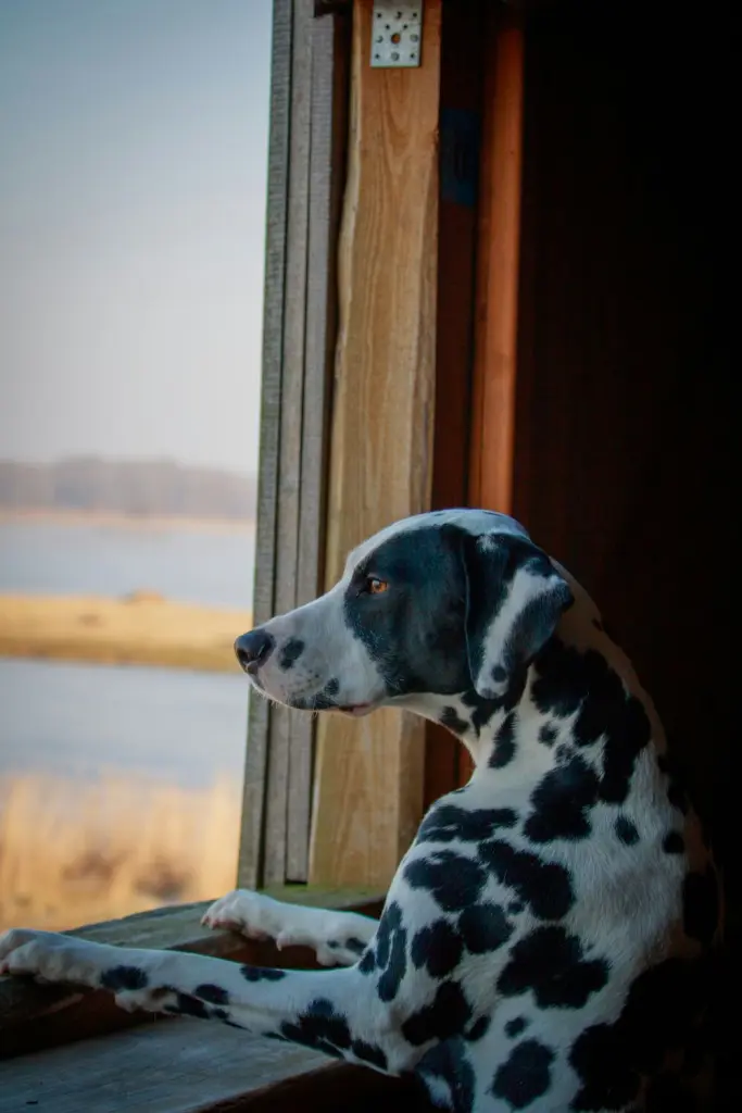 Bild von Milow