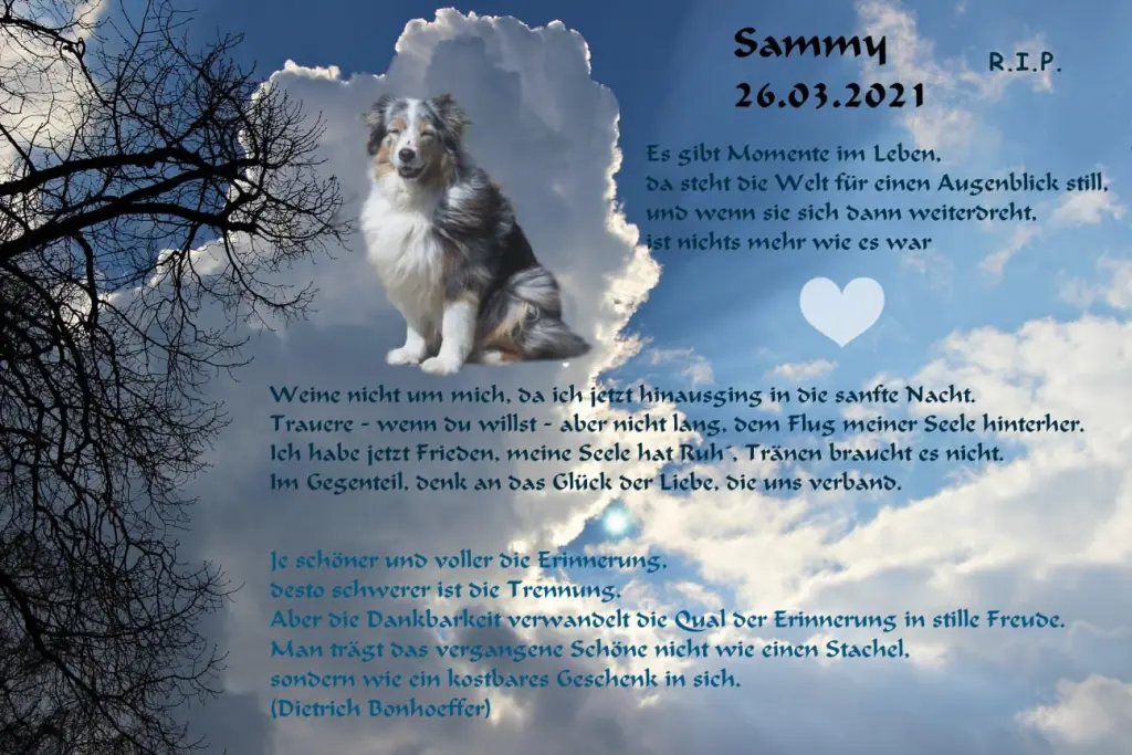 Image from Sammy