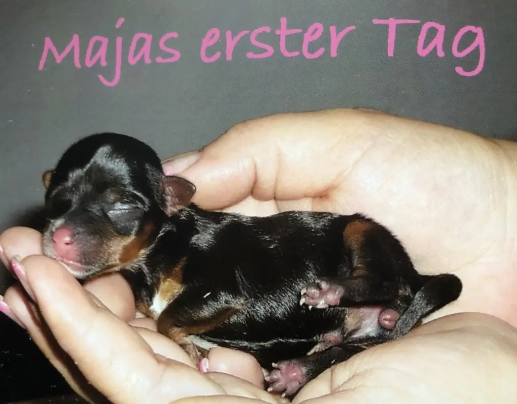 Image from Maja