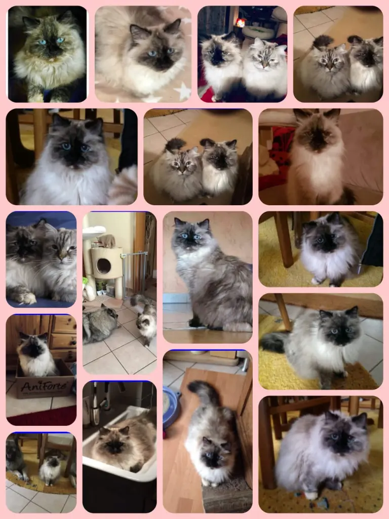 Image from Nilla