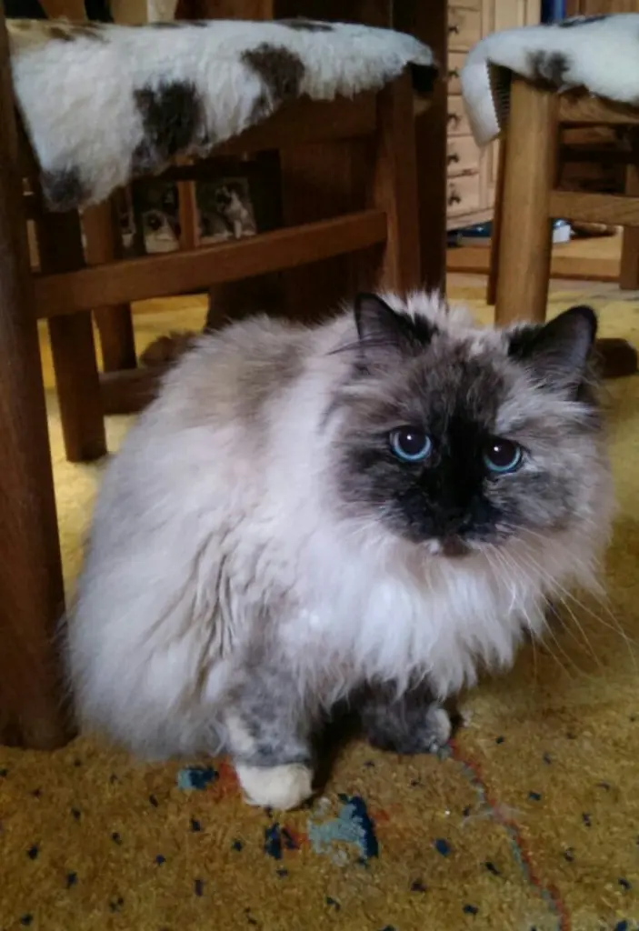 Image from Nilla