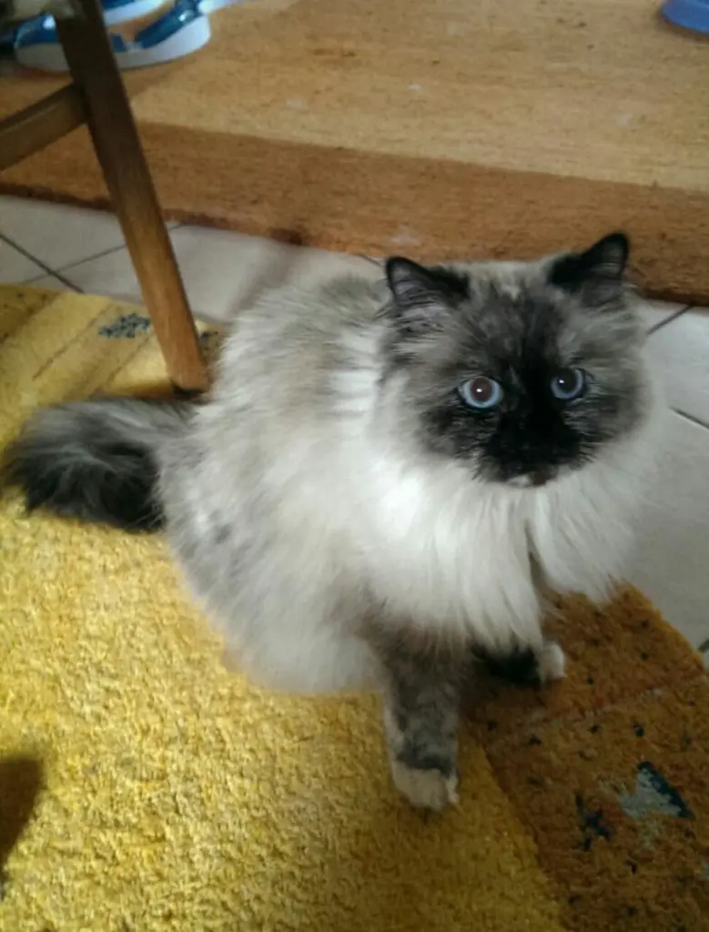 Image from Nilla