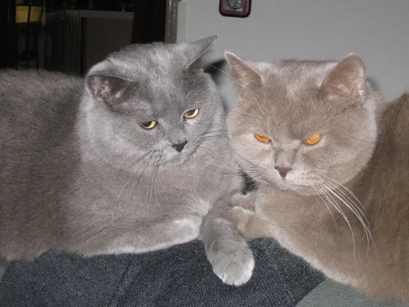 Image from Enrico und Foxi
