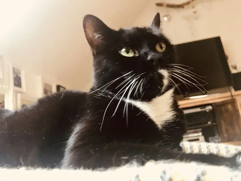 Andachtsbild von Julia mit Lucy