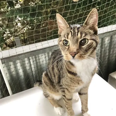 Andachtsbild von Mama 