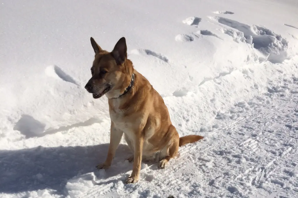 Condolence image of Heike