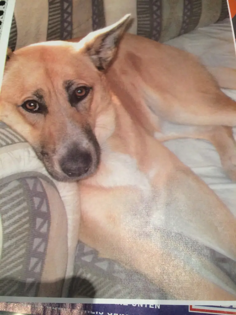 Image from Stella