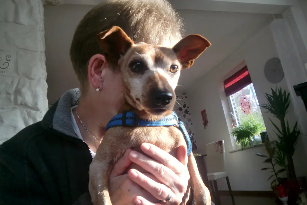 Image from Purzel