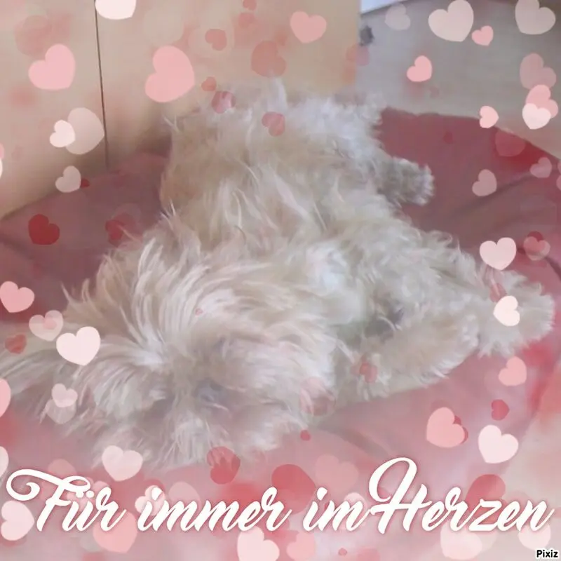 Condolence image of Sternchenpost ⭐