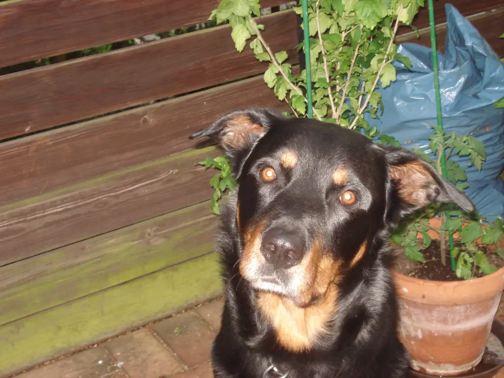 Image from Shadow