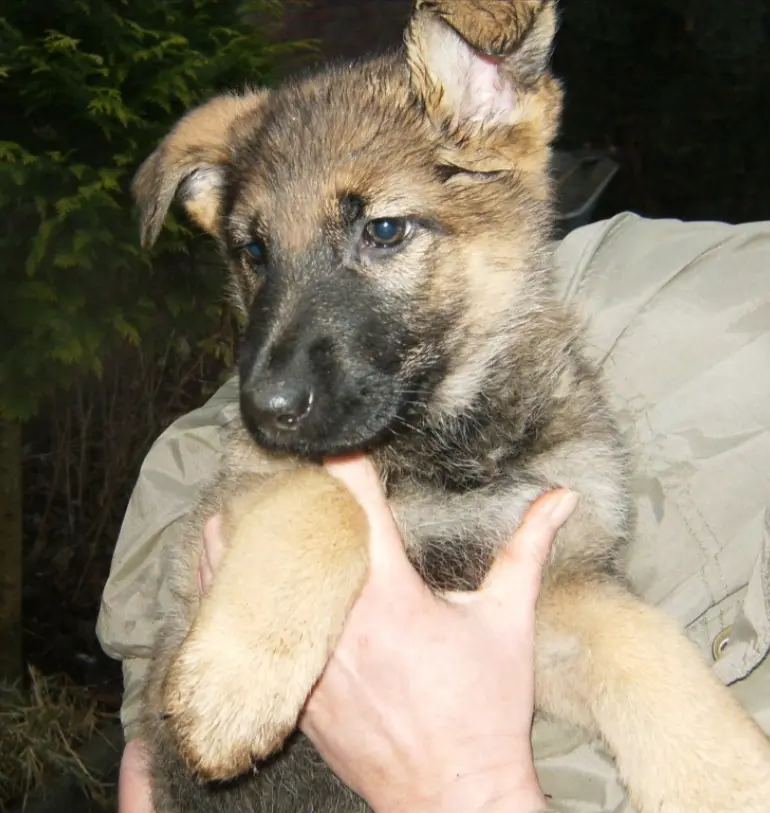 Bild von Bailey
