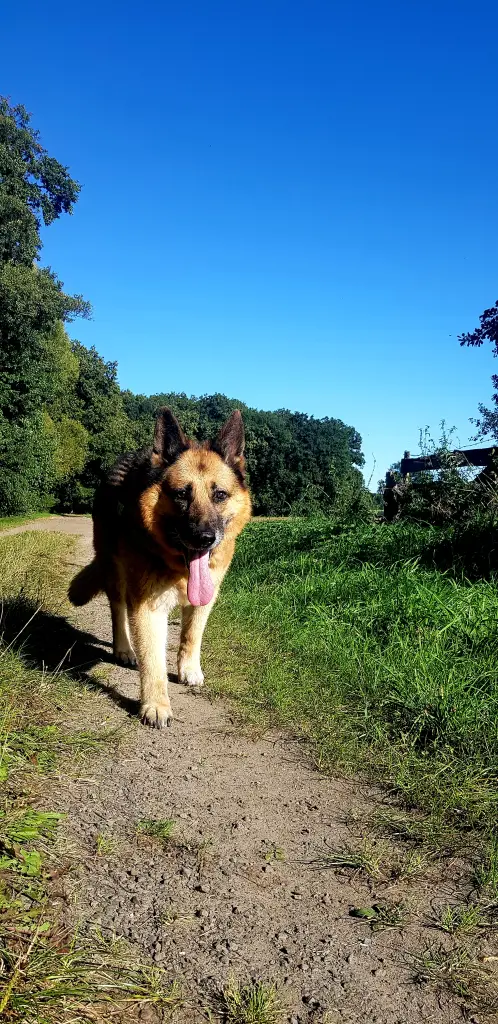 Bild von Bailey