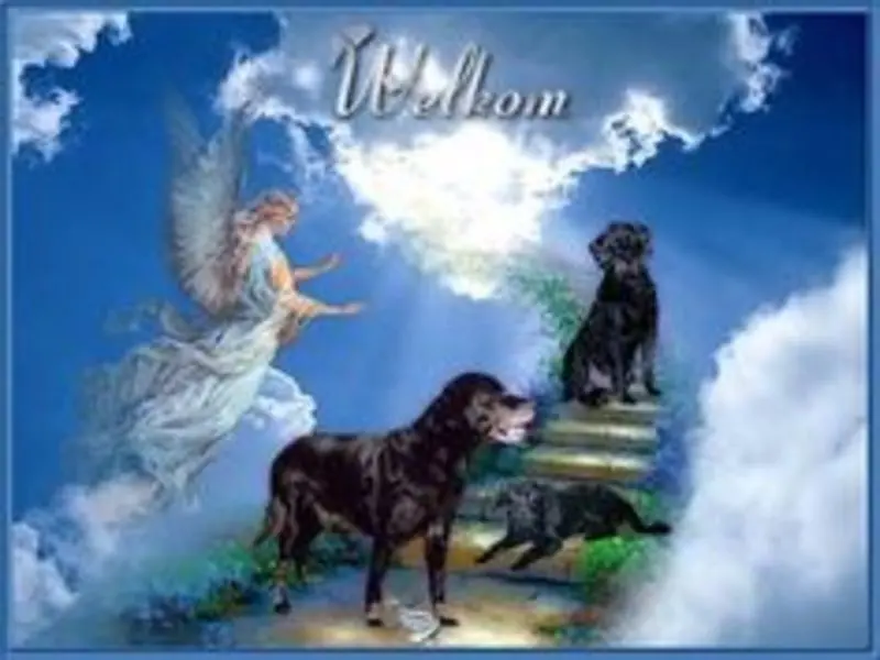 Condolence image of Katrin und Katzi im ❤️