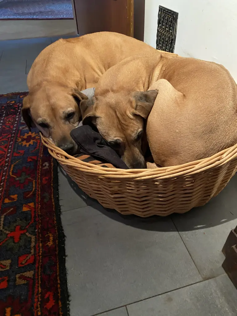 Image from Franzi