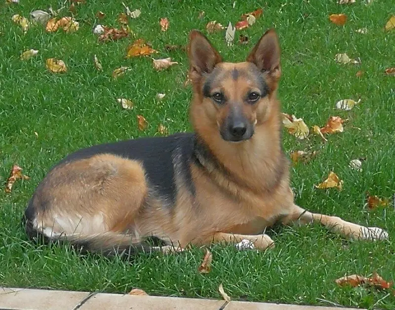 Condolence image of Izzy