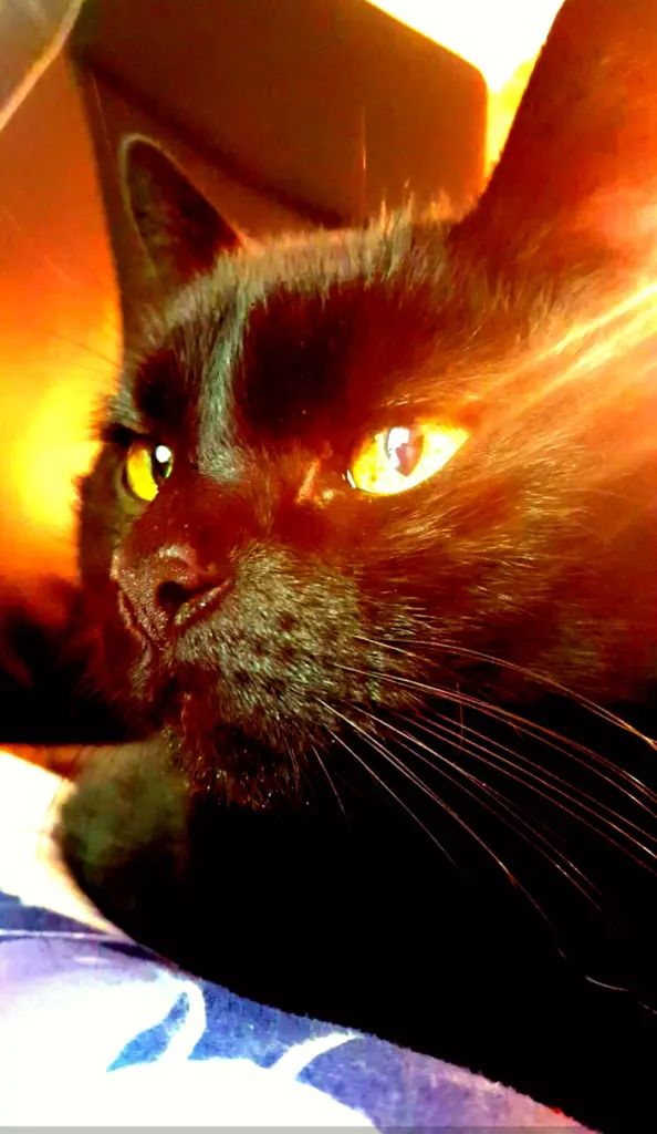 Image from Freya